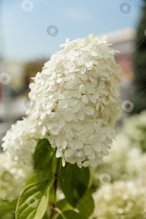 Скачать Цветущий сорт белой гортензии метельчатой (Hydrangea paniculata) в летнем саду. фотосток Ozero