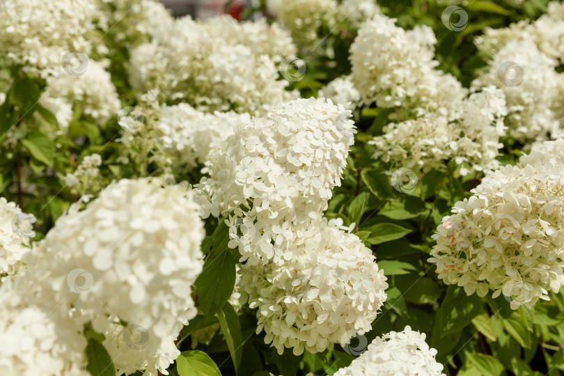 Скачать Цветущий сорт белой гортензии метельчатой (Hydrangea paniculata) в летнем саду. фотосток Ozero