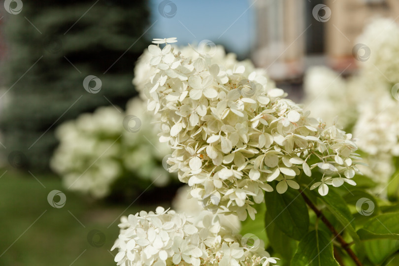 Скачать Цветущий сорт белой гортензии метельчатой (Hydrangea paniculata) в летнем саду. фотосток Ozero