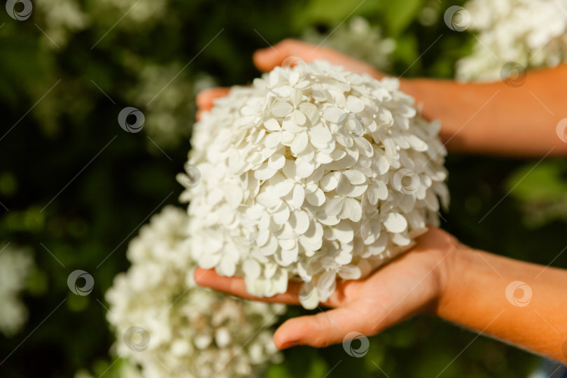 Скачать Цветущий сорт белой гортензии метельчатой (Hydrangea paniculata) в летнем саду. фотосток Ozero