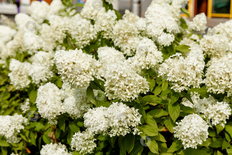 Скачать Цветущий сорт белой гортензии метельчатой (Hydrangea paniculata) в летнем саду. фотосток Ozero