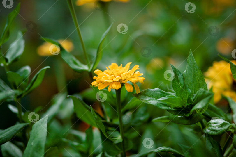 Скачать Красивый желтый цветок циннии летом. цинния желтая. фотосток Ozero