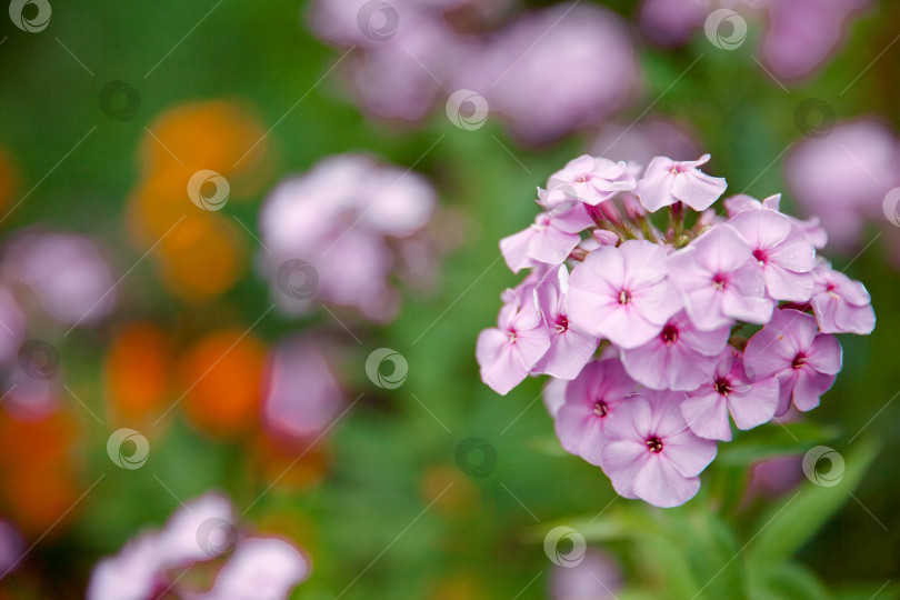 Скачать Садовые флоксы, цветы лета. прекрасный сиреневый флокс. фотосток Ozero