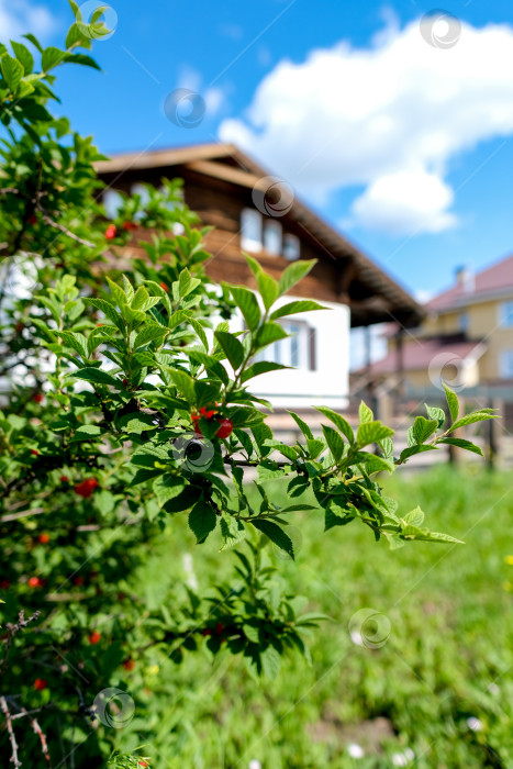 Скачать Деревянная тарелка с цветами и ягодами на фоне дерева. Выходные за городом летним солнечным днем. фотосток Ozero