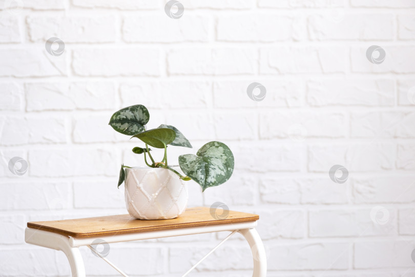 Скачать Рассада для выращивания популярного ароидного растения филодендрон в горшке на подставке в интерьере на стене из белого кирпича. Комнатные растения в горшках, зеленый декор для дома, уход и выращивание фотосток Ozero