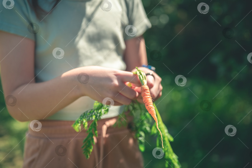 Скачать Девушка держит в руках свежесобранную маленькую морковку фотосток Ozero