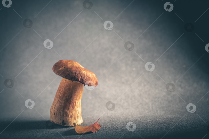 Скачать Концепция суперпродукта. Композиция с белыми грибами на сером фоне, минимализм фотосток Ozero
