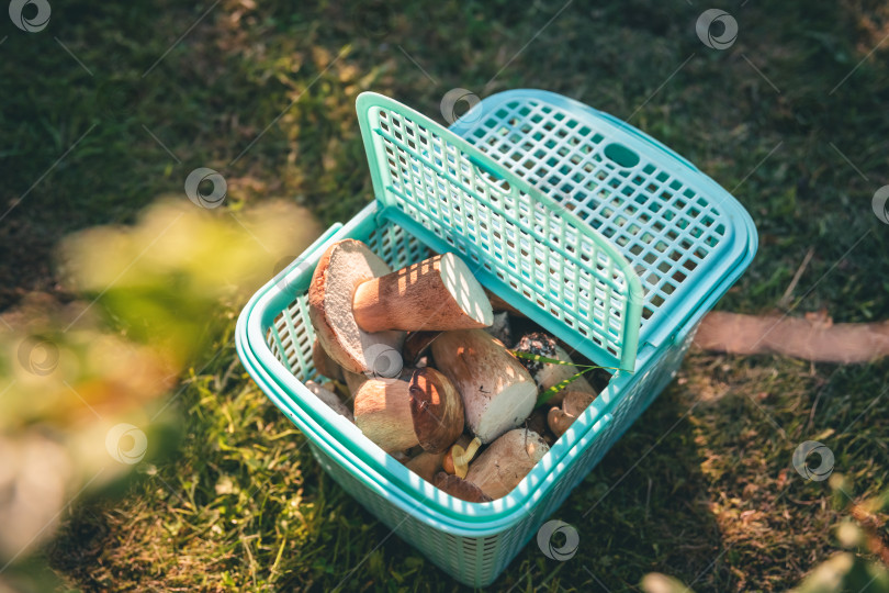 Скачать Концепция суперпродукта. Много белых грибов в пластиковой корзинке фотосток Ozero