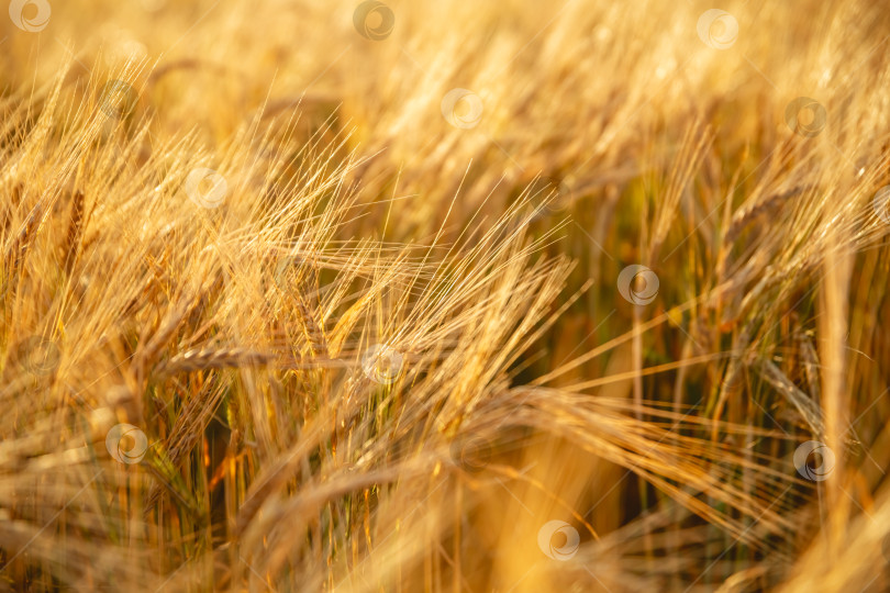 Скачать Красивая ярко-желто-оранжевая пшеница на пшеничном поле. Фото, обои для рабочего стола фотосток Ozero