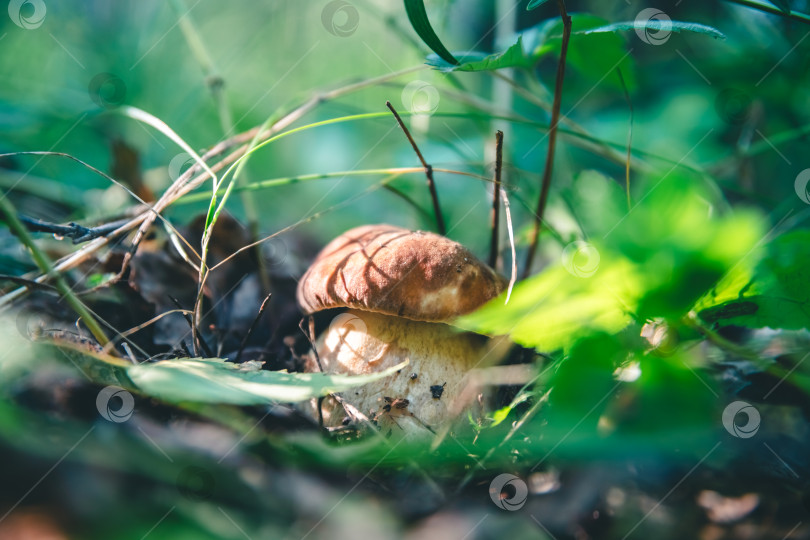 Скачать В лесу растет красивый белый гриб подберезовик фотосток Ozero