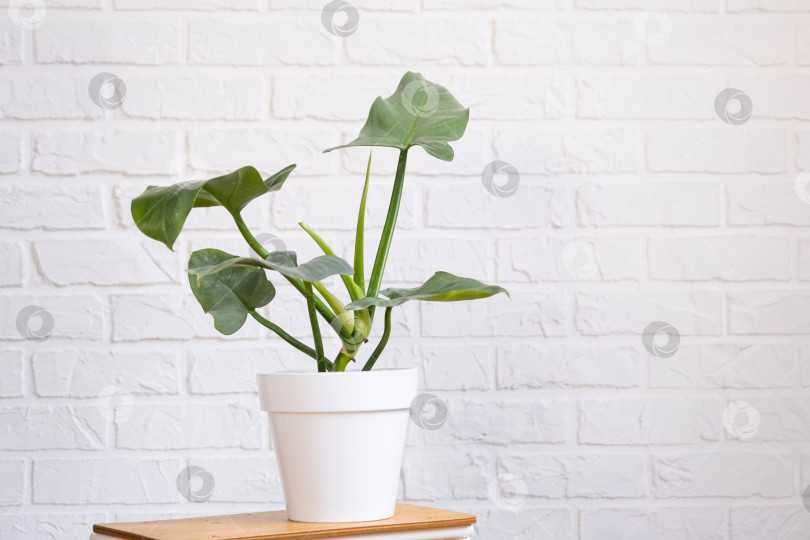 Скачать Рассада для выращивания популярного растения филодендрон ароидный в горшке на подставке в интерьере на белой кирпичной стене. Комнатные растения в горшках, зеленый декор дома, уход и выращивание фотосток Ozero