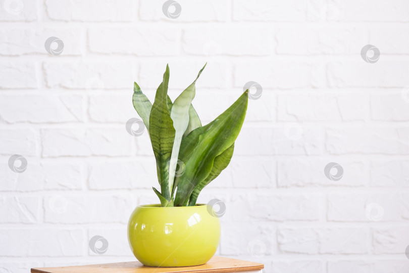 Скачать Сансевиерия самогонная - полезное лекарственное растение в интерьере на белой кирпичной стене. Комнатные растения в горшках, зеленый декор дома, уход и выращивание фотосток Ozero