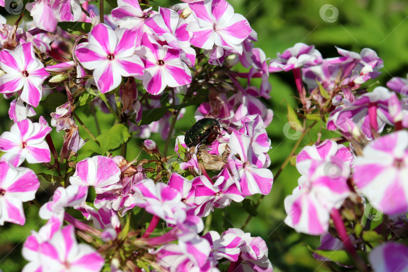 Скачать жук Cetonia aurata в профиль на цветках фотосток Ozero