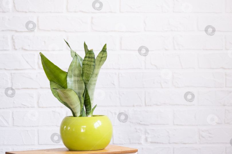 Скачать Сансевиерия самогонная - полезное лекарственное растение в интерьере на белой кирпичной стене. Комнатные растения в горшках, зеленый декор дома, уход и выращивание фотосток Ozero