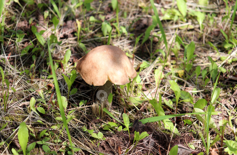 Скачать Обыкновенный подосиновик Leccinum scabrum на переднем крае фотосток Ozero