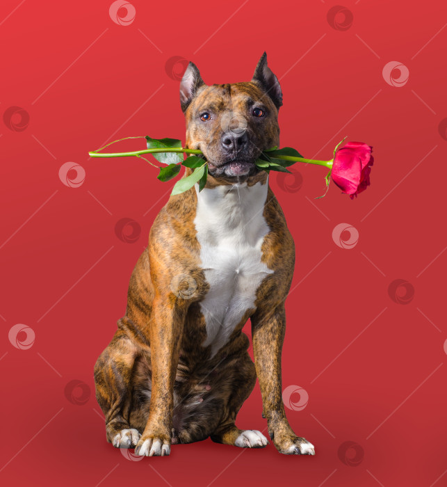 Скачать Очаровательная рыжеволосая собачка держит во рту красную розу в качестве подарка на День святого Валентина на цветном фоне фотосток Ozero