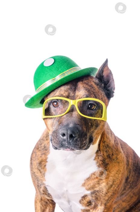 Скачать Американский стаффордширский терьер в зеленой шляпе и очках на белом фоне. фотосток Ozero