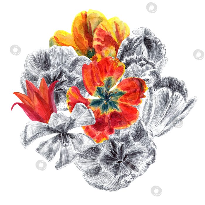 Скачать Открытка-композиция из головок тюльпанов фотосток Ozero
