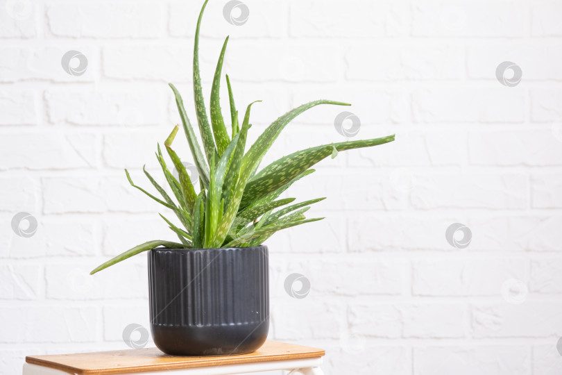 Скачать Алоэ вера - полезное лекарственное растение в интерьере на белой кирпичной стене. Комнатные растения в горшках, зеленый декор дома, уход и выращивание фотосток Ozero