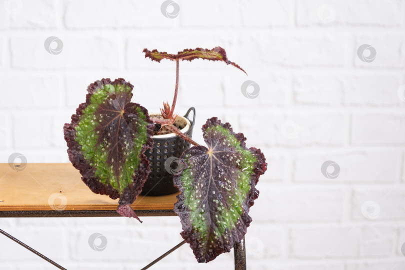Скачать Домашнее комнатное растение бегония в горошек с декоративными лиственными листьями в интерьере на столе дома. Хобби в выращивании, greenhome фотосток Ozero