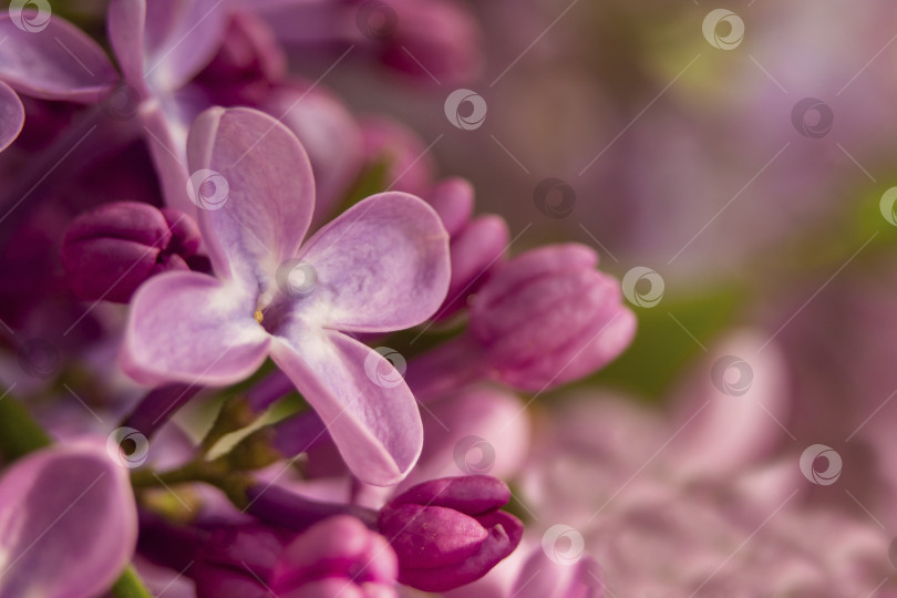 Скачать Макросъемка весенних цветов цветущей сирени, абстрактный мягкий фон фотосток Ozero