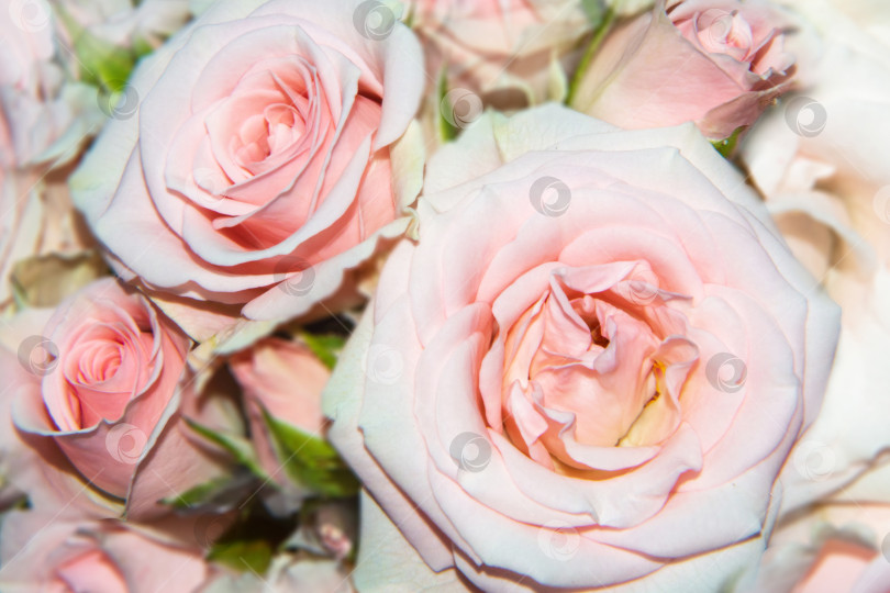 Скачать Цветущие нежные розы - праздничный фон цветущего фло фотосток Ozero