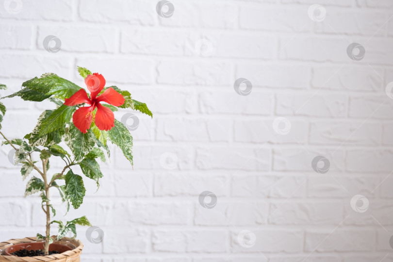 Скачать Сортовой цветок красного гибискуса с пестрыми листьями в плетеном кашпо в интерьере на фоне белой кирпичной стены. Выращивание комнатных растений в горшке в green home фотосток Ozero