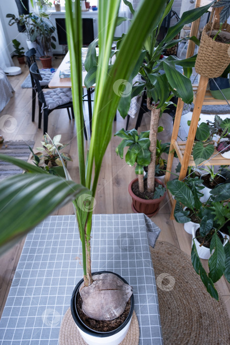 Скачать Кокосовая пальма в горшке дома в интерьере. Теплица, уход и выращивание тропических растений фотосток Ozero