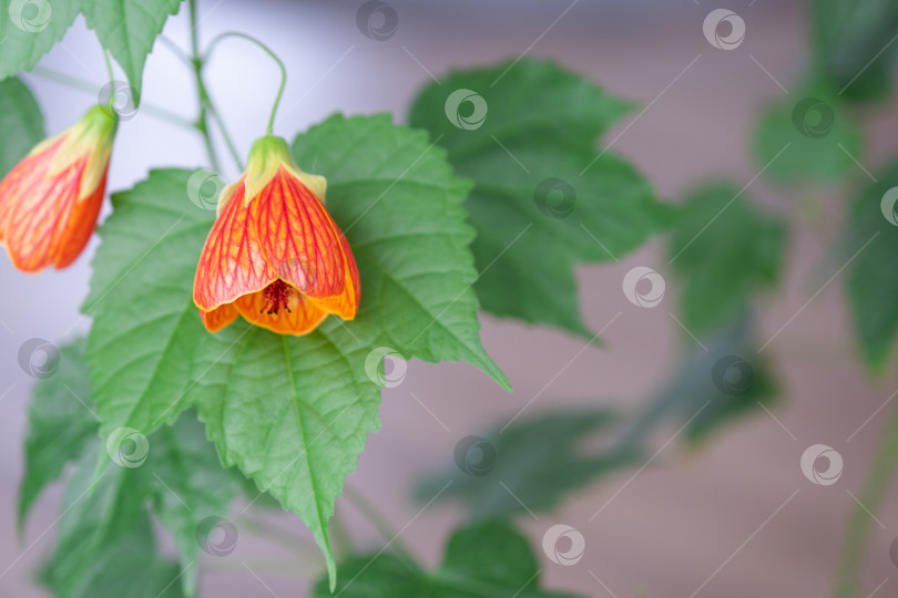 Скачать Цветущий оранжевый колокольчик Abutilon крупным планом, канатоходец из семейства мальвовых. Уход и выращивание домашних растений на подоконнике. фотосток Ozero