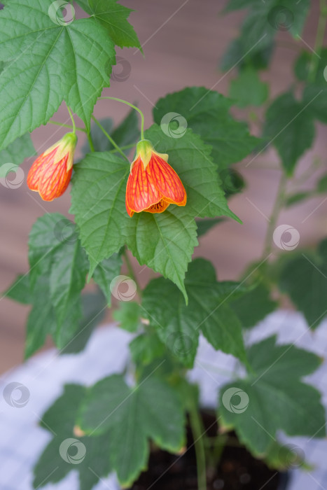 Скачать Цветущий оранжевый колокольчик Abutilon крупным планом, канатоходец из семейства мальвовых. Уход и выращивание домашних растений на подоконнике. фотосток Ozero