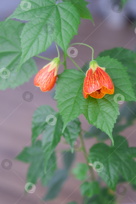 Скачать Цветущий оранжевый колокольчик Abutilon крупным планом, канатоходец из семейства мальвовых. Уход и выращивание домашних растений на подоконнике. фотосток Ozero