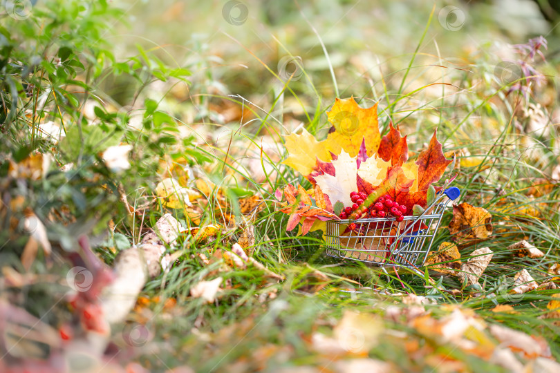 Скачать Осенний сезон. кленовые листья, ягоды в тележке супермаркета. фотосток Ozero