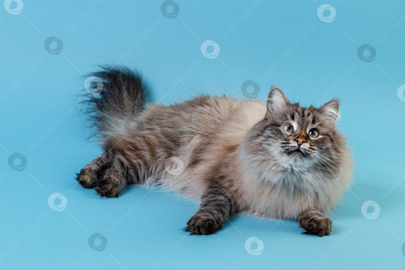 Скачать Красивая пушистая кошка на синем бумажном фоне с пространством для копирования фотосток Ozero