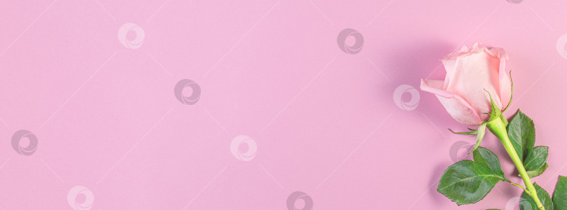 Скачать Розовые розы на пастельно-розовом фоне. Концепция дня рождения, матери, Святого Валентина, женщин, свадьбы. фотосток Ozero