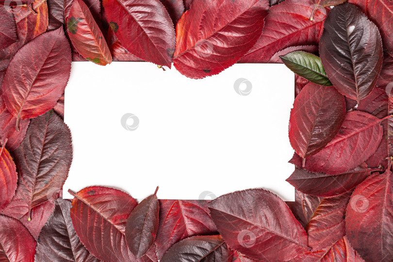 Скачать Рамка из осенних листьев на белом фоне. Красочная рамка из осенних листьев фотосток Ozero