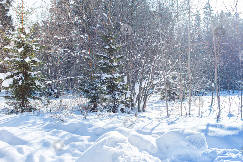 Скачать Зимний пейзаж - морозное зимнее дерево в рассветном лесу при свете восходящего солнца. фотосток Ozero