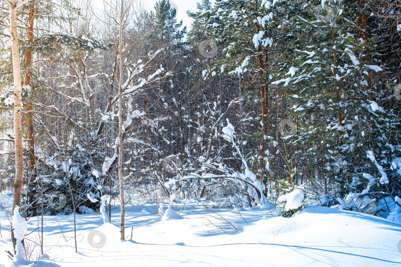 Скачать Зимний пейзаж - морозное зимнее дерево в рассветном лесу при свете восходящего солнца фотосток Ozero