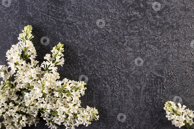 Скачать Красивый сиреневый цветок на сером бетонном фоне. фотосток Ozero