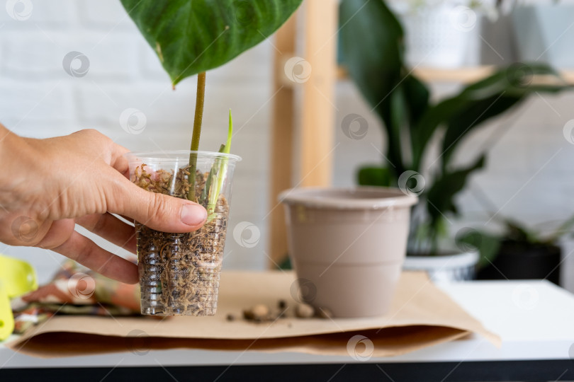 Скачать Размножение и пересадка домашнего растения Philodendron verrucosum в горшок. Женщина сажает черенок с корнями в новую почву, укорененный в стакане со мхом. Уход за растением в горшке, руки крупным планом фотосток Ozero