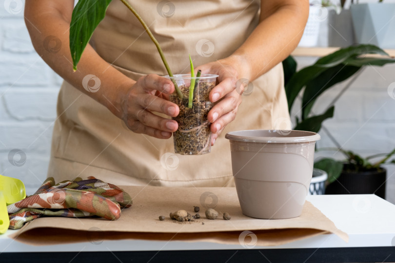 Скачать Размножение и пересадка домашнего растения Philodendron verrucosum в горшок. Женщина сажает черенок с корнями в новую почву, укорененный в стакане со мхом. Уход за растением в горшке, руки крупным планом фотосток Ozero