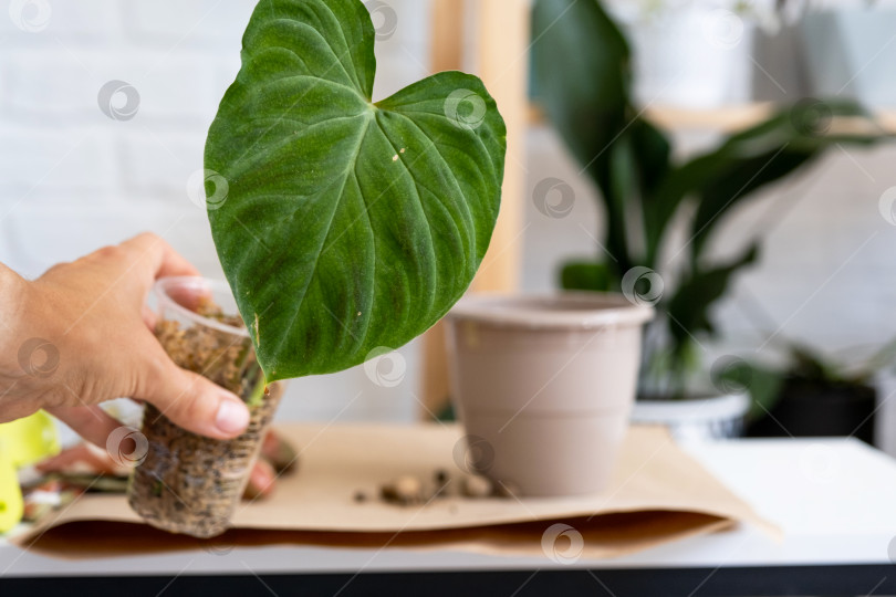 Скачать Пересадка домашнего растения Philodendron verrucosum в новый горшок большего размера в домашнем интерьере. Уход за растением в горшке, руки крупным планом фотосток Ozero