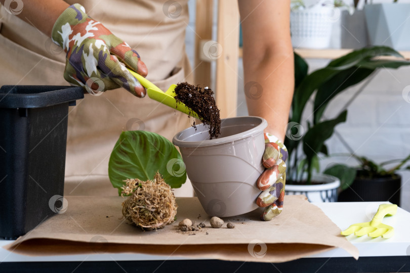 Скачать Пересадка домашнего растения Philodendron verrucosum в горшок. Женщина сажает черенок с корнями в новую почву. Уход за растением в горшке, руки крупным планом фотосток Ozero