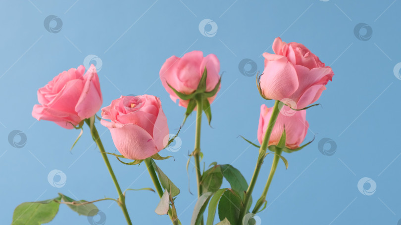 Скачать Букет розовых роз на голубом фоне. Концепция дня рождения, матери, Святого Валентина, женщин, свадьбы фотосток Ozero