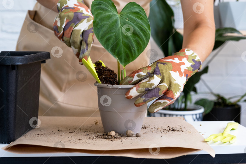 Скачать Пересадка домашнего растения Philodendron verrucosum в новый горшок большего размера в домашнем интерьере. Уход за растением в горшке, руки крупным планом фотосток Ozero