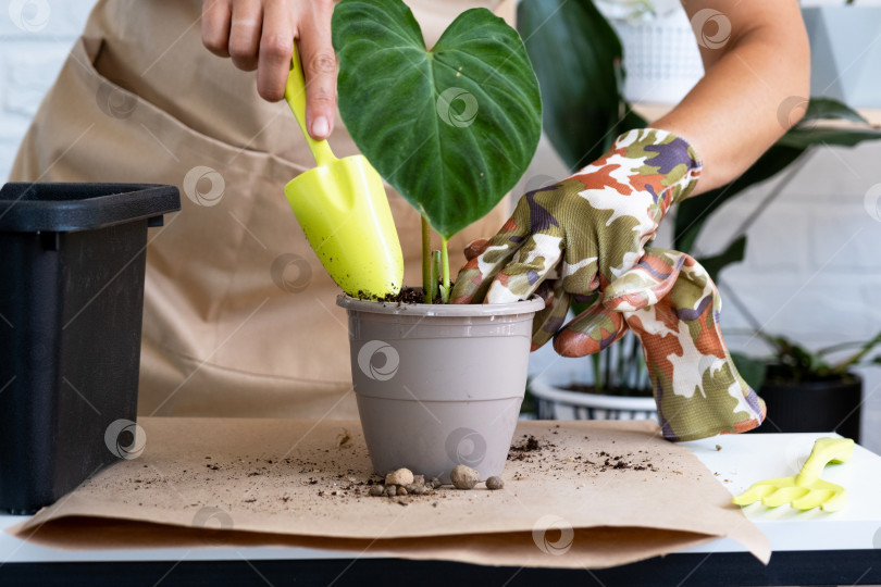 Скачать Пересадка домашнего растения Philodendron verrucosum в горшок. Женщина сажает черенок с корнями в новую почву. Уход за растением в горшке, руки крупным планом фотосток Ozero