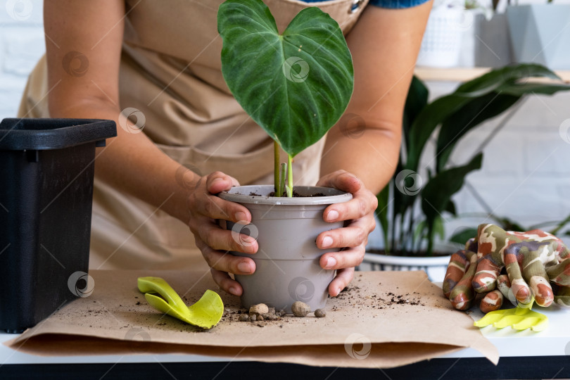 Скачать Пересадка домашнего растения Philodendron verrucosum в горшок. Женщина сажает черенок с корнями в новую почву. Уход за растением в горшке, руки крупным планом фотосток Ozero