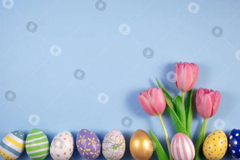 Скачать Розовые цветы тюльпанов и разноцветные яйца на синем фоне. Открытка со счастливой Пасхой. В ожидании весны. фотосток Ozero
