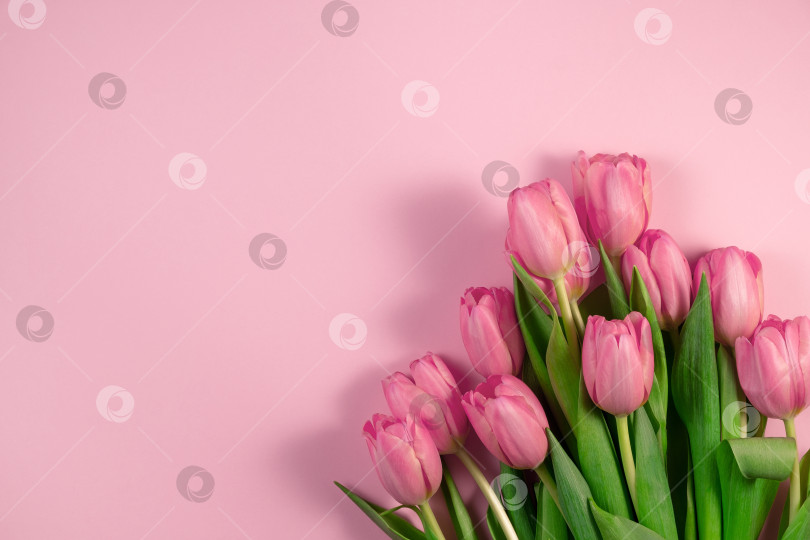 Скачать Цветы тюльпанов на розовом фоне. Открытка на День матери, 8 марта, Счастливую Пасху, День Святого Валентина, День рождения. фотосток Ozero