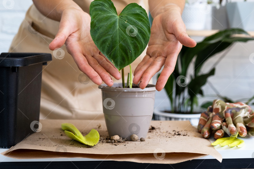 Скачать Пересадка домашнего растения Philodendron verrucosum в горшок. Женщина сажает черенок с корнями в новую почву. Уход за растением в горшке, руки крупным планом фотосток Ozero