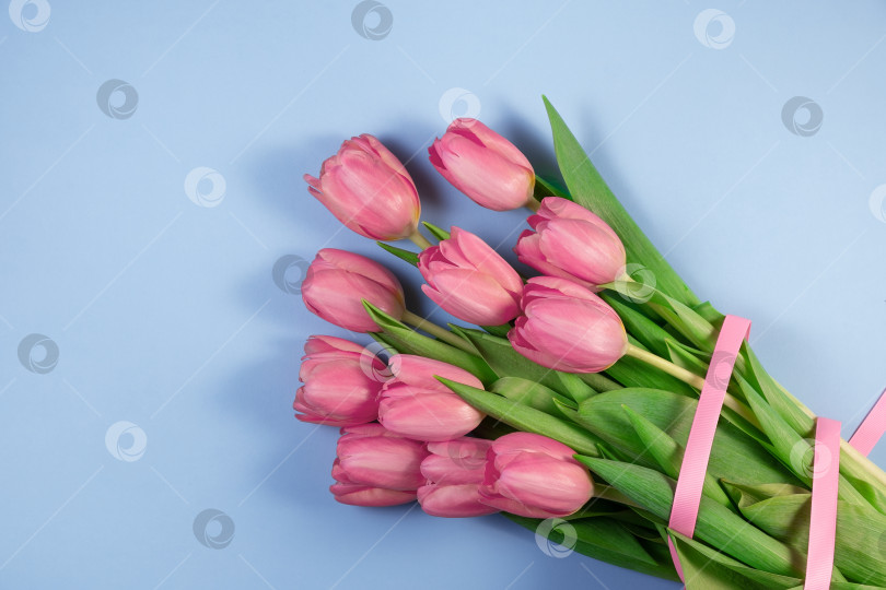 Скачать Розовые цветы тюльпанов на синем фоне. Открытка ко дню матери, 8 марта, Счастливой Пасхе, Дню Святого Валентина. В ожидании весны. фотосток Ozero